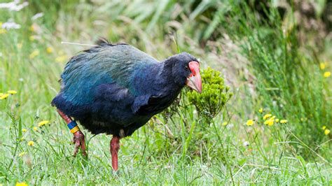 New Zealand tragically slaughtered 1% of an endangered bird species ...