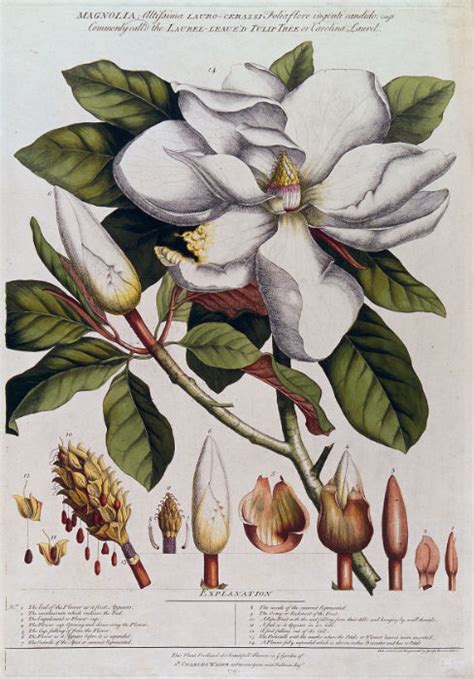 What is Botanical Art? - BOTANICAL ART & ARTISTS