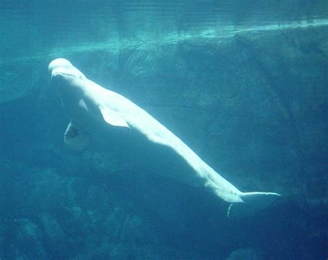 Beluga whale at the Georgia Aquarium, Atlanta, Georgia | Beluga whale, Georgia aquarium, Beluga