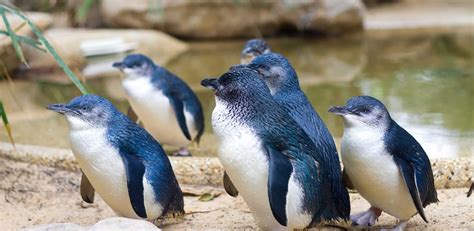 Blue Penguins Pukekura | Wildlife Tours - Dunedin