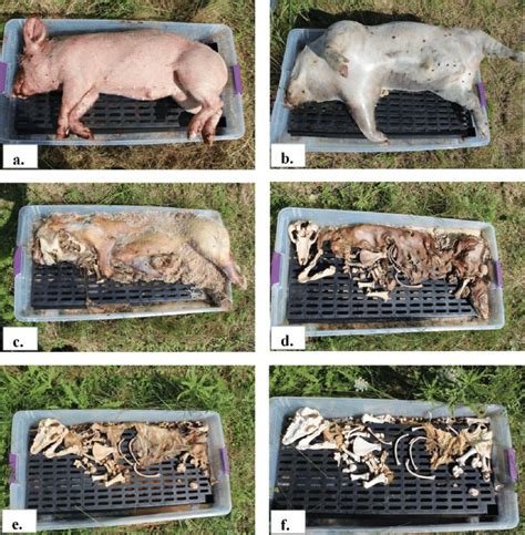 Stages Of Decomposition Forensics