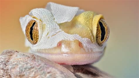 Abnormal Skin Shedding in Reptiles | PetMD