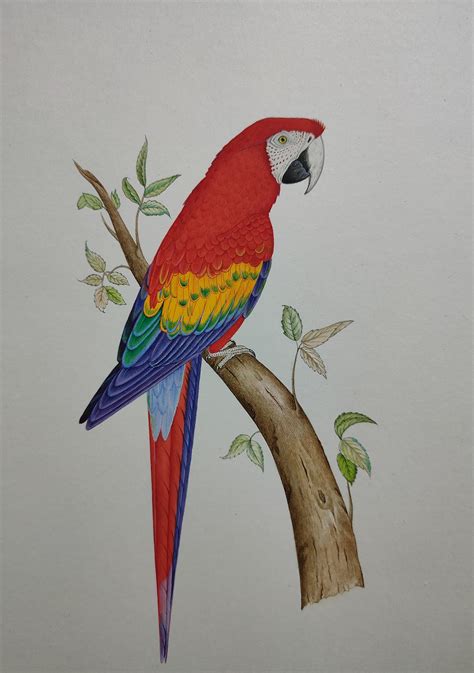 Parrot Watercolor Painting Macaw Painting Parrot Artwork - Etsy UK