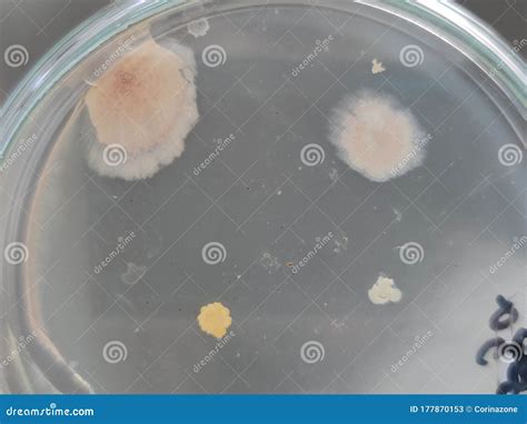 Bacillus Sp. On TSA Agar Plate . Colony Bacteria On Agar Plate. Royalty ...