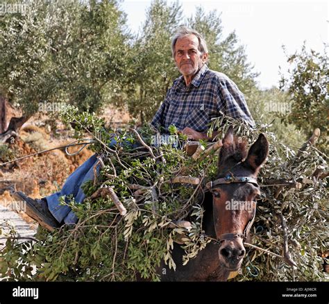 Greek Farmer On Donkey Samothraki Greek Islands Greece Hellas Stock Photo - Alamy