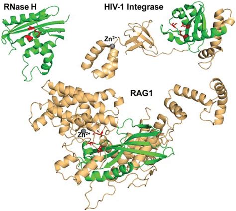 RNase H-like fold-crystal structure of E coli ribonuclease H [PDB... | Download Scientific Diagram