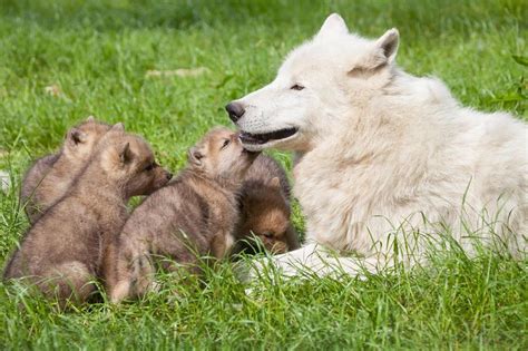 Arctic Wolf Pups Born at Knuthenborg Safaripark - ZooBorns