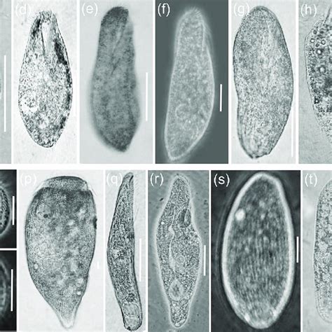 Classification of the phylum Ciliophora (adapted from Adl et al. [24]).... | Download Scientific ...