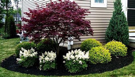 Japanese Maple and White Astilbe in Beautiful Garden