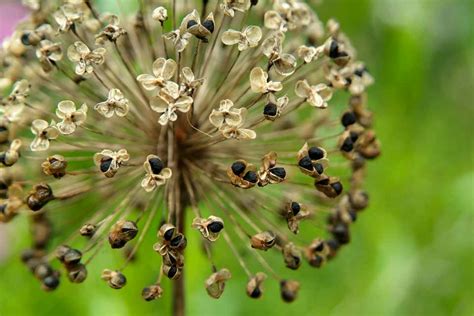 Collect Allium Seeds (Project) - gardenersworld.com