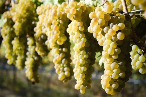 Viognier is a white wine grape variety. It is the only permitted grape for the French wine ...