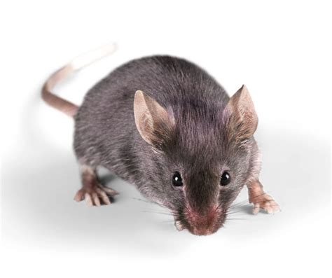 House Mouse Identification, Habits & Behavior | Anderson Pest Solutions