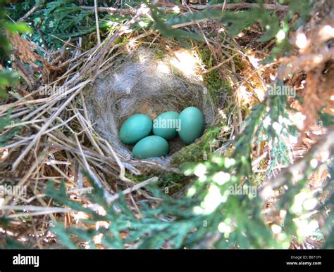 Hedge sparrow nest hi-res stock photography and images - Alamy