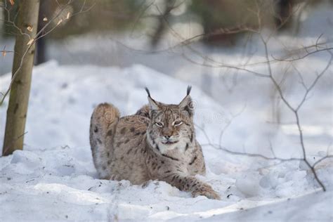 Lynx In The Snow While Hunting Stock Image - Image of background, north: 36215663