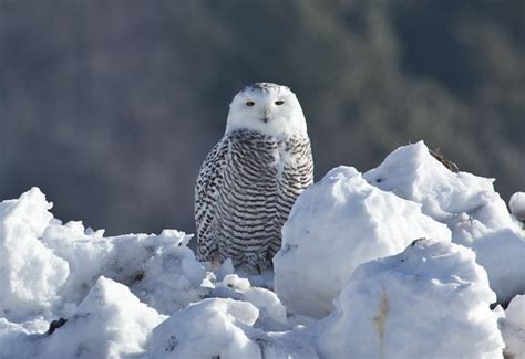 Laura's Birding Blog: Snowy Owl Migration: More complicated than most people realize