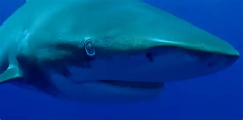 Brothers Shark Attack: Oceanic Whitetip Shark Attacks Diver