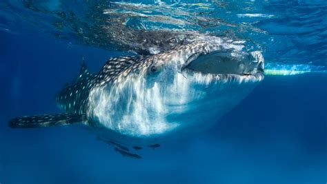 Whale Shark Facts You Probably Didn't Know | Reader's Digest