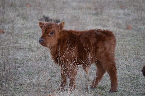 Fuzzy Wuzzy baby Dexter calf - he's so fluffy! | Fluffy cows, Zebu cow, Rare breed