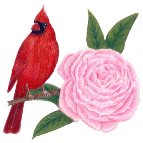 Indiana State Bird and Flower: Cardinal / Cardinalis cardinalis | Peony / Paeonia lactiflora