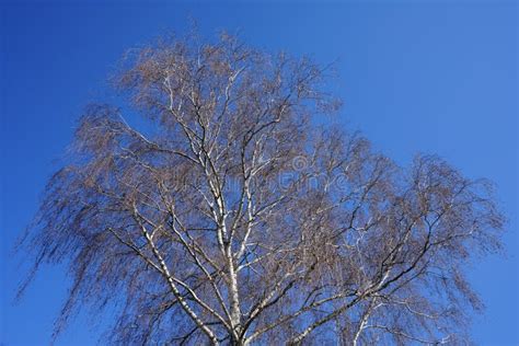 Birch Tree in March. Betula Pendula is a Species of Tree in the Family Betulaceae. Berlin ...