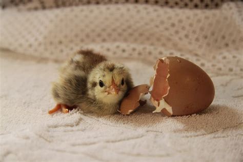 Hatching Chick Free Stock Photo - Public Domain Pictures