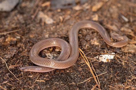 Eastern Worm Snake | South Carolina Partners in Amphibian and Reptile Conservation