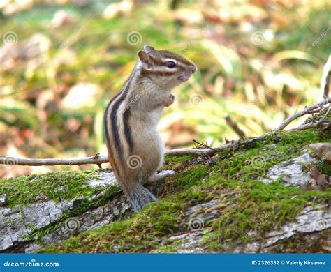 Siberian Chipmunk stock photo. Image of funny, siberian - 2326332