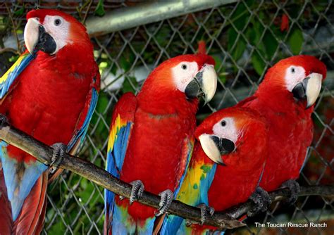 Symbolic Classic Adoption: Scarlet Macaw – Toucan Rescue Ranch