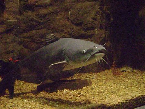 Catfish - A-Z Animals