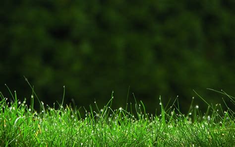 Grass Wallpapers HD Free Download