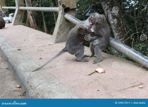 Two Monkeys Fighting In The Sand Royalty-Free Stock Photo | CartoonDealer.com #83719713