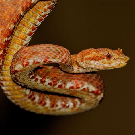 Eyelash Viper (Bothriechis schlegelii) | about animals