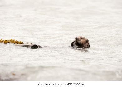 224 Sea Otter Eating A Clam Images, Stock Photos & Vectors | Shutterstock