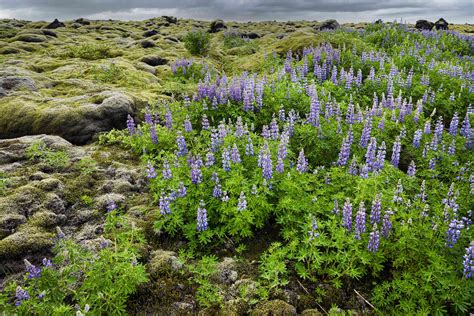 Tundra Biome Plants