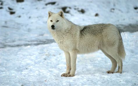 White wolf - Wolves Photo (37003571) - Fanpop