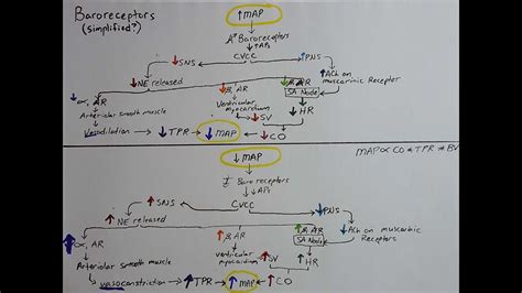 Baroreceptor Reflex (Simplified?) - YouTube