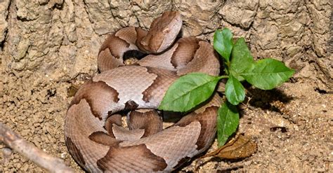 Cottonmouth vs Copperhead: What’s the Difference? - IMP WORLD