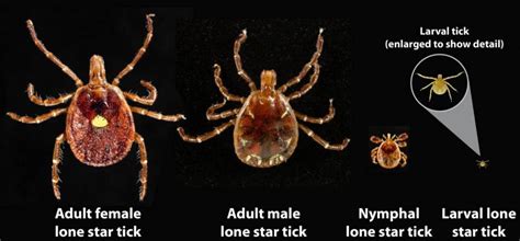 The Lone Star Tick Brings New Dangers to the Northeast - Age Management Boston