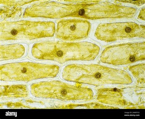 Onion skin cells under the microscope, horizontal field of view is about 0.61 mm Stock Photo - Alamy