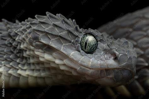 Venomous African Bush Viper (Atheris squamigera) - rare black variation ...