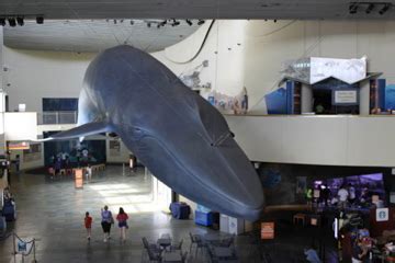 Blue Whale Watching Cruise with the Aquarium of the Pacific ...