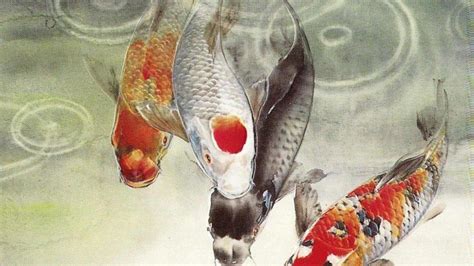 Koi Fish Wallpaper, Japan Carp - Japanese Koi Fish (#1599761) - HD Wallpaper & Backgrounds Download