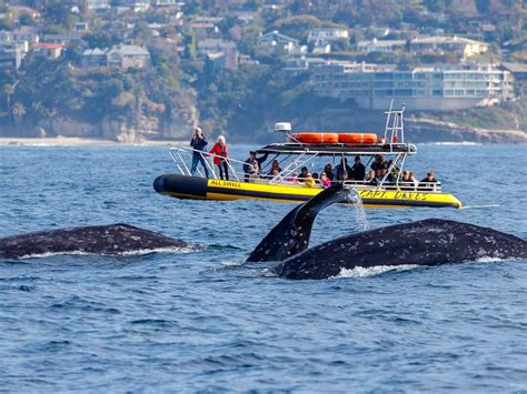 California Whale Watching Tours | Capt. Dave’s | Book Now