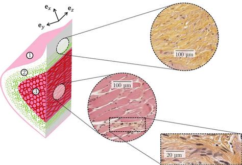 Human vocal-fold histology. (left) Idealised scheme of one fold, with... | Download Scientific ...