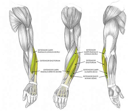 21+ Fakten über Arm Muscle Diagram: Anatomy and function of upper arm ...