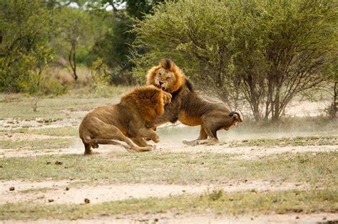 Male Lions Fighting