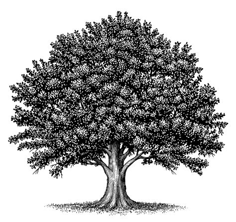 Oak Tree Clipart Black And White Oak Tree Clipart Black And White | Porn Sex Picture