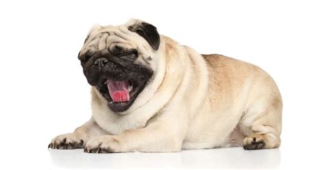 Pug Health Problems: A Comprehensive Guide to Keeping Your Pug Happy ...