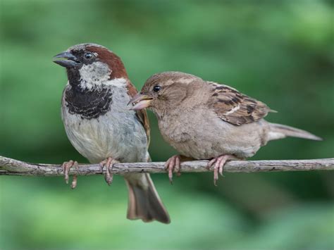 6 differences between male and female sparrows