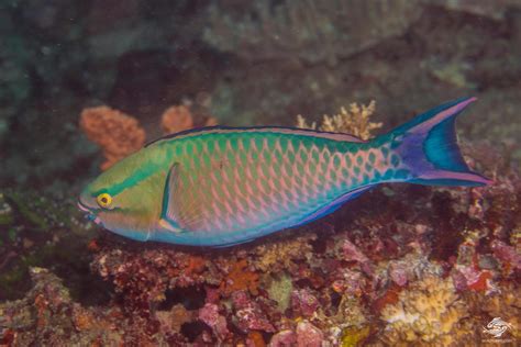 Tricolor Parrotfish Facts and Photographs | Parrotfish Habitat | Seaunseen